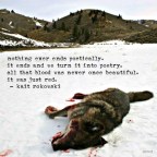 Will The Wolf Survive 