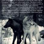 The Black Wolf and The White Wolf