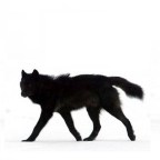 the spirit of the wolf