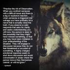 the art of observation