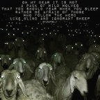 herd mentality